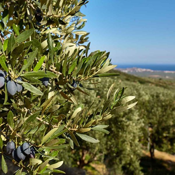 GOB_our_products_header