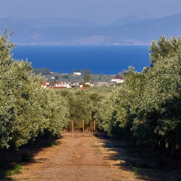 gob_estate_header_img